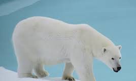 27 februarie este Ziua Internaţională a Ursului Polar
