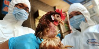 China confirmă o persoană infectată cu gripă aviară