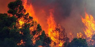 Grecia și Albania, țări afectate de incendii